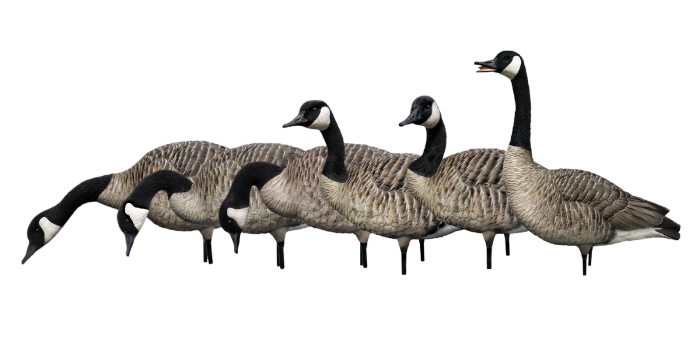 Avian-X AXP Fusion Canada Goose Decoy Pack