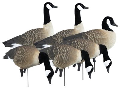 Apex Full-Size Full-Body Variety Pack Canada