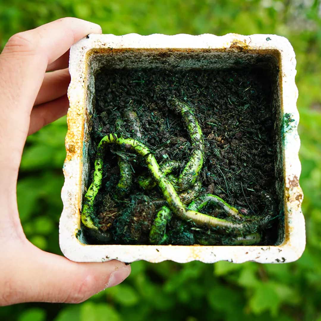 Lil Mac’s Colorant Kit Lime Green