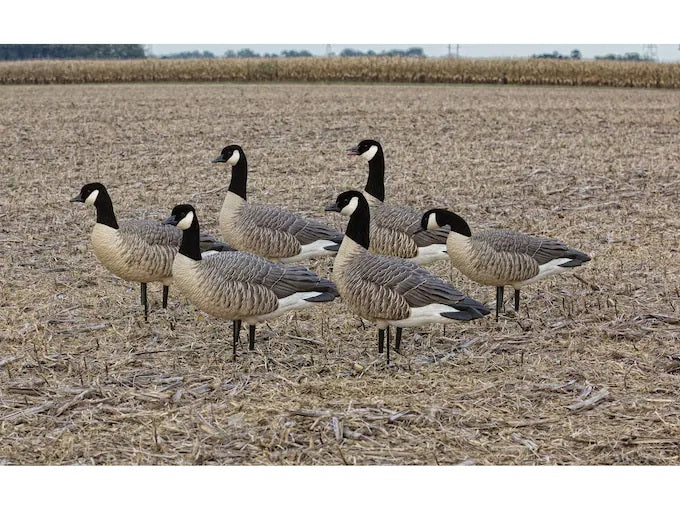 Avian-X Painted Active Lesser Goose Decoy Pack of 6