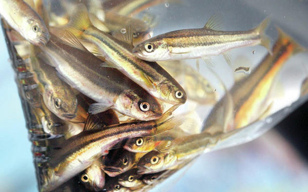 LIVE MINNOWS - 1 DOZEN