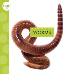 LIVE WORMS 12PK