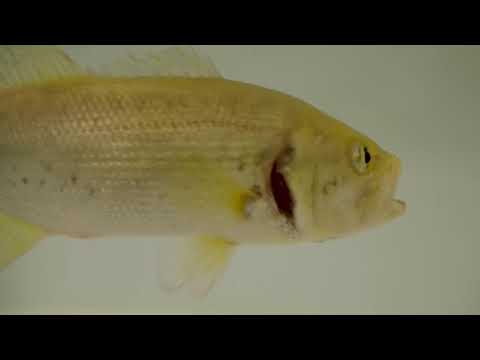 Tackle Depot The Science Behind Baitfuel